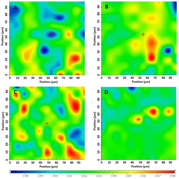 Figure 5. Raman mapping depictions of (A) Mow-fil, (B) Mow-tab, (C) Par-fil, (D) Par-tab