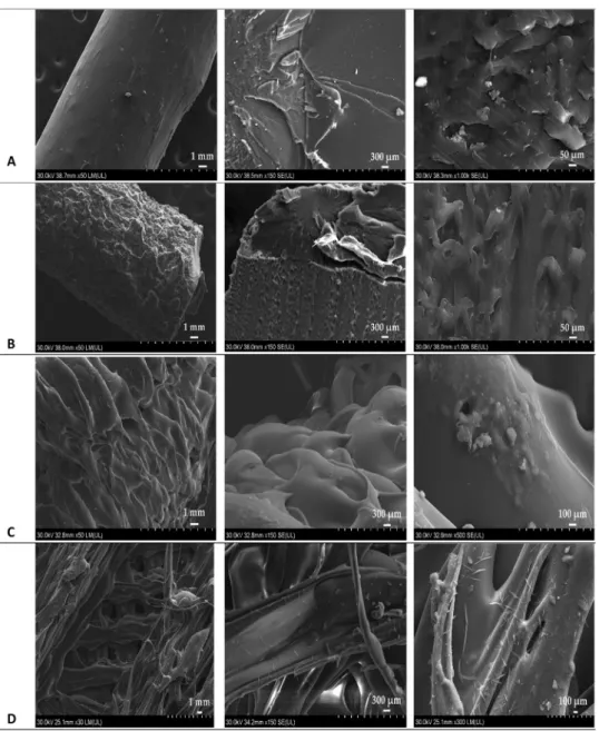 Figure 2. SEM images of drug loaded filaments: (A) Mow-fil; (B) Par-fil; and 3D printed tablets: 