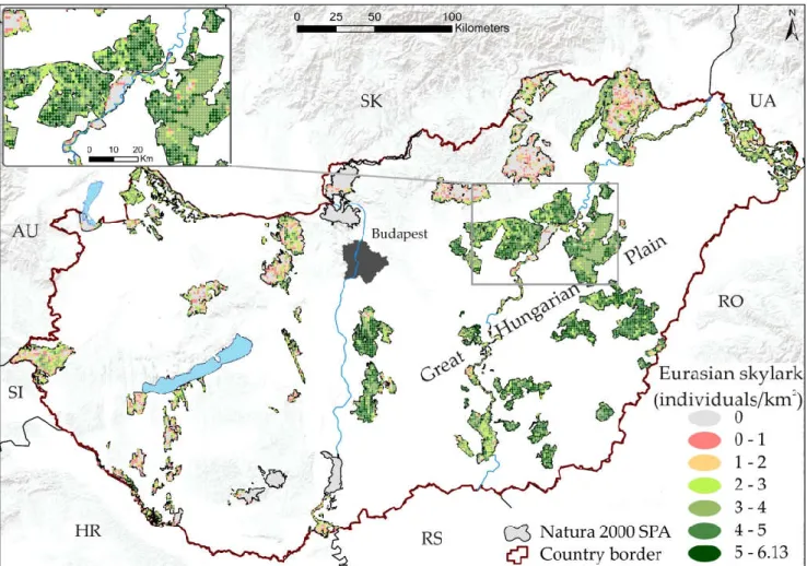 Figure 5. Predicted Eurasian skylark population (individuals/km*) in the 600 m buffer zones inside the Natura 2000 SPA  area