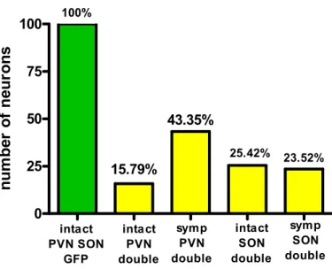 Figure 6. Bar chart showing the ratio of double-labeled cells in the PVN and SON of intact and  sympathectomized rats compared to the number of single GFP-labeled neurons.