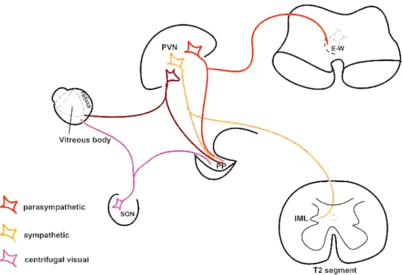 Figure 8. Schematic illustration of our hypothesis. Abbreviations: E–W = Edinger–Westphal nucleus; IML = intermedi- intermedi-olateral cell column of the spinal cord; PP = posterior pituitary; PVN = paraventricular nucleus; SON = supraoptic  nucle-us; T2 =