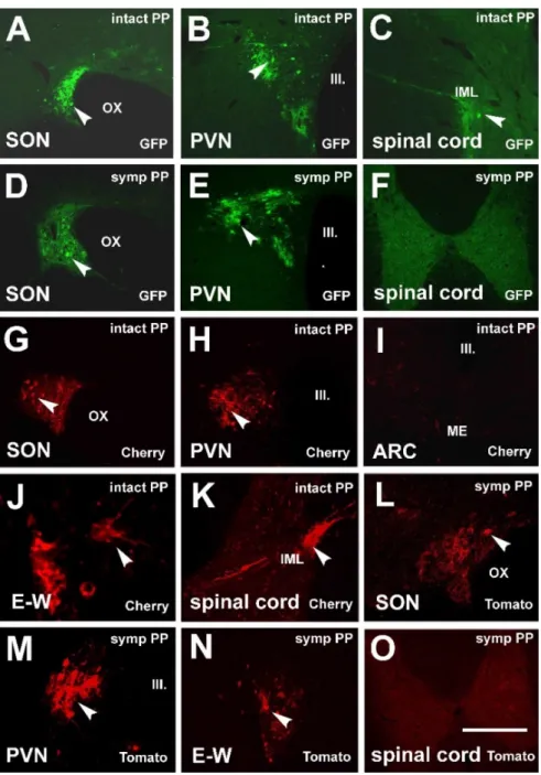 Figure 1. Fluorescent microscopic images demonstrating the retrograde spreading of virus strains after PP inoculation