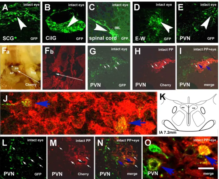 Figure 2. Microphotographs showing virus labeling in an intact rat after eye inoculation with Ka-gEI-mGFP-RV and pitu- pitu-itary inoculation with Ka-Vhs-mCherry-A-RV