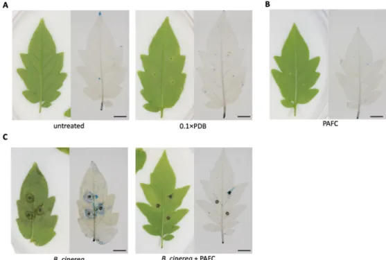 Figure 9. PAFC tolerance of tomato plant leaves and protective effect of PAFC against B