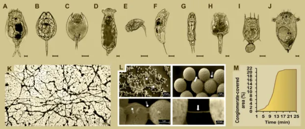 Fig. 1. Presentation of rotifers and their specific biopolymer (Rotimer) by its conglomerates