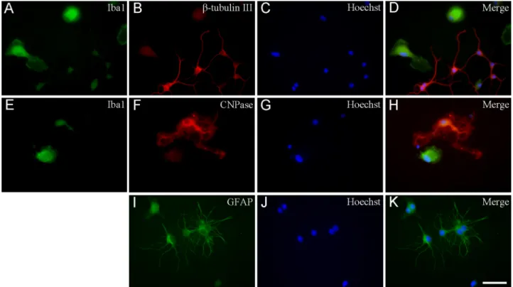 Fig. 6. Immunocytochemical localization of microglia, neurons, astrocytes and oligodendrocytes in secondary cell cultures