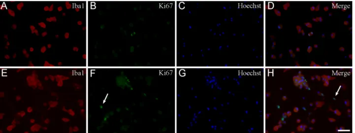 Fig. 9. Quantitative analysis of Ki67-positive microglia in secondary and ter- ter-tiary cultures