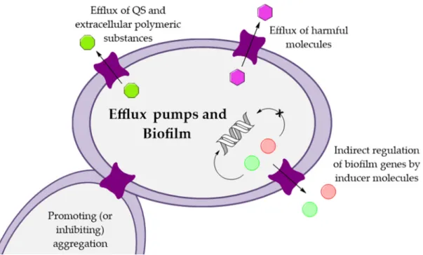 Figure 2. Influence of efflux pumps in biofilm formation mechanisms (adapted from [38])