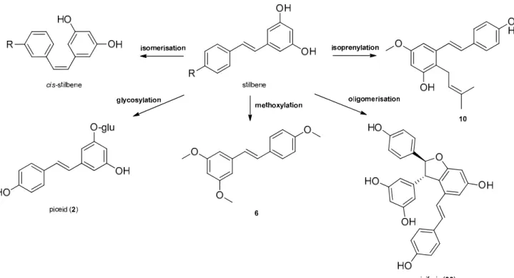 Figure 1. Biosynthesis of stilbenes. 