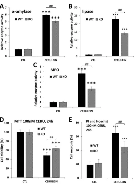 Figure 6. Suppression of acinar cell injury, cell death and granulocyte infiltration in PARP1 knockout mice (A–C) and acinar cells (D,E)