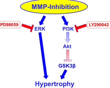 Fig. 10 Proposed signaling pathway under MMP inhibition.
