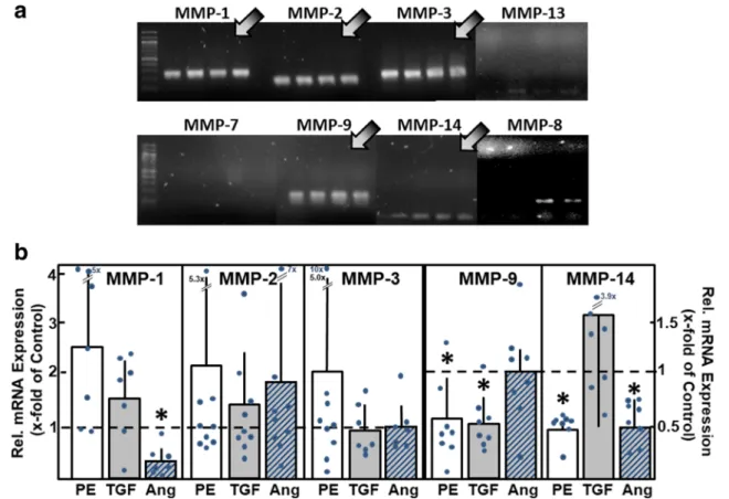 Fig. 2 MMP mRNA expression in cardiomyocytes. (A) Total RNA was isolated from ventricular cardiomyocytes, RT-PCR performed, and  am-plification products were loaded on agarose gels ( n = 4 independent  cul-ture preparations)