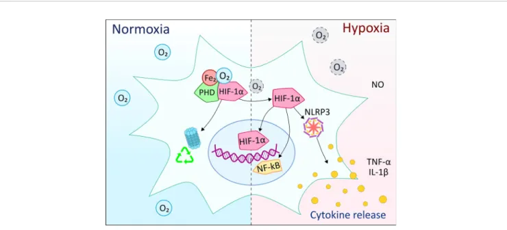 FIGURE 5 | Overview of the effects of hypoxia on microglia cells compared to normal oxygen levels