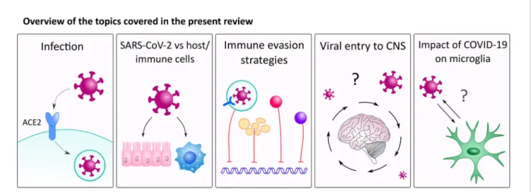 FIGURE 1 | An overview of the topics covered in this review. Our review discusses how SARS-CoV-2 interacts with immune cells with a special focus on alveolar macrophages