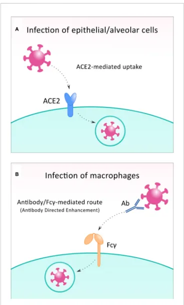 FIGURE 2 | To infect the host cell, SARS-CoV-2 can exploit different receptors. In most infected cells, including epithelial and alveolar cells, the virus binds to ACE2 receptor (A), while during infection of macrophages, Fcg receptors are utilized in the 