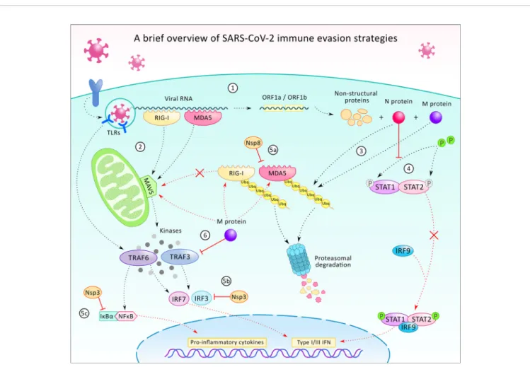FIGURE 3 | A brief overview of the SARS-CoV-2 virus’ immune evasion strategies. After infecting the host cell, the internalization of the viral particle, the transcription of the viral RNA starts with the translation of ORF1a and ORF2b, which generates pro