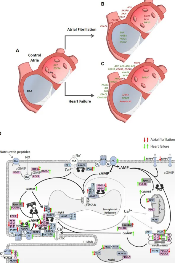 Fig 5. Graphical summary of the differences in gene expression between control right and left atrial appendages (A) or the differences within each atrial chamber  induced by atrial fibrillation (B) or heart failure (C)