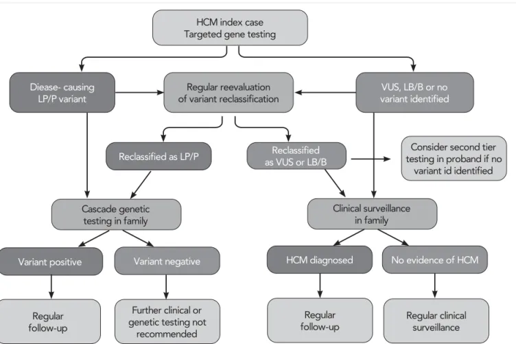 FIGURE 2.  Flowchart for genetic testing process in HCM. HCM: hypertrophic cardiomyopathy; LB/B, likely benign/benign; LP/P, likely  pathogenic or pathogenic; and VUS, variant of unknown significance
