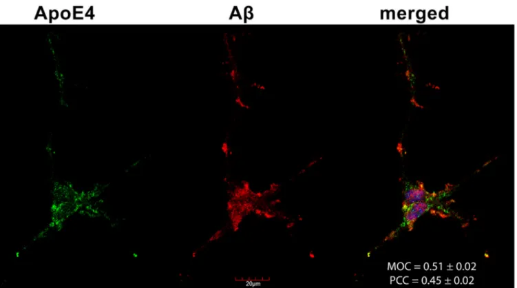 Figure 7. The colocalization of ApoE4 and Aβ1–42 fibrils. Differentiated SH-SY5Y cells were preincubated with FITC-ApoE4 and then treated with Aβ1–42 for 18 h