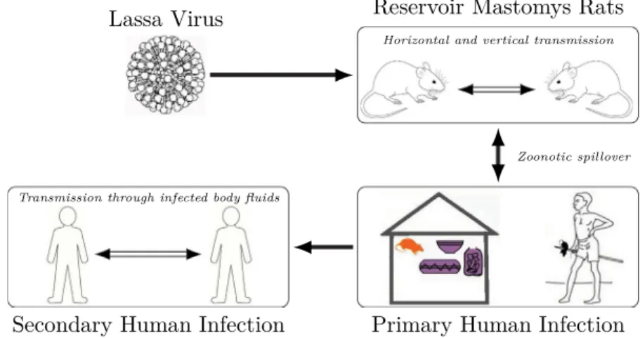 Fig. 1. Lassa fever transmission. The figure shows modes of transmission (human-to-human, human-to-rodent, rodent-to-human and rodent-to-rodent).