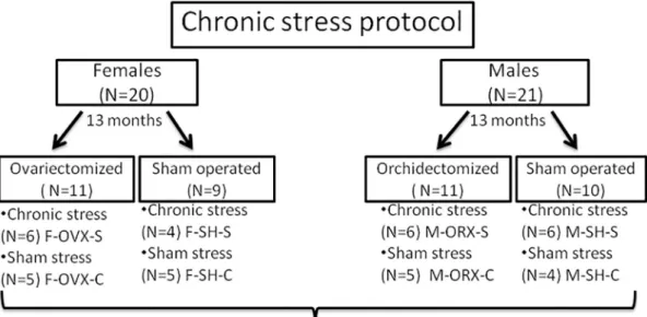 Fig. 1. Study design. F-OVX-S  –  female ovariectomized chronic stress group; F-SH-S  –  female sham-operated chronic stress group; F-OVX-C  –  female ovariectomized  control (sham-stress) group; F-SH-C – female sham-operated control (sham stress) group; M