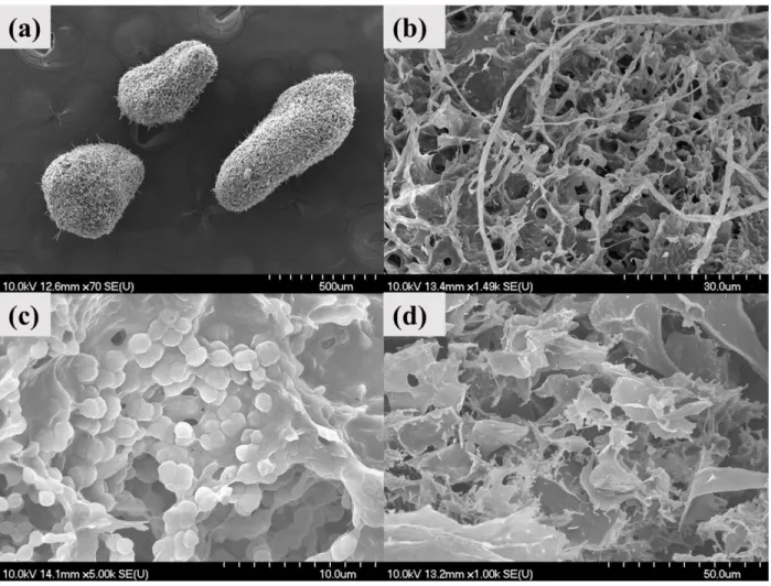 Fig. 1. SEM micrographs of AGS. (a) size of granular sludge, (b) surface of a granular sludge, (c)  microorganisms on EPS, and (d) sheets of GO NPs on the granules