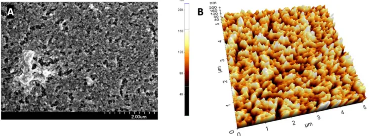 Figure 3. Surface morphology ( A ) and topography ( B ) of the Ag nanostructure deposited onto the ﬁ ber tip based on SEM and AFM measurements, respectively.