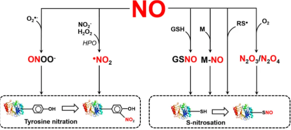 Fig. 1. Reactions leading to the formation of reactive  nitrogen  species  which  are  responsible  for   post-translational modifications such as S-nitrosation and  tyrosine nitration