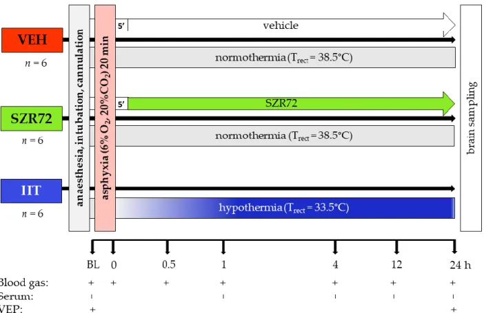 Figure 1. Graphic representation of the experimental protocol. Anesthetized, instrumented piglets were assigned to either  the vehicle-treated (VEH), SZR72-treated (SZR72), or the hypothermia-treated (HT) groups
