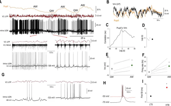 Figure 5. The membrane potential of LGN TC neurons is correlated with brain states. (A) Simultaneous pupillometry, cortical LFP, MUA, and LGN Vm recording (dotted line indicates − 50 mV) during state transitions in an awake head-restrained mouse