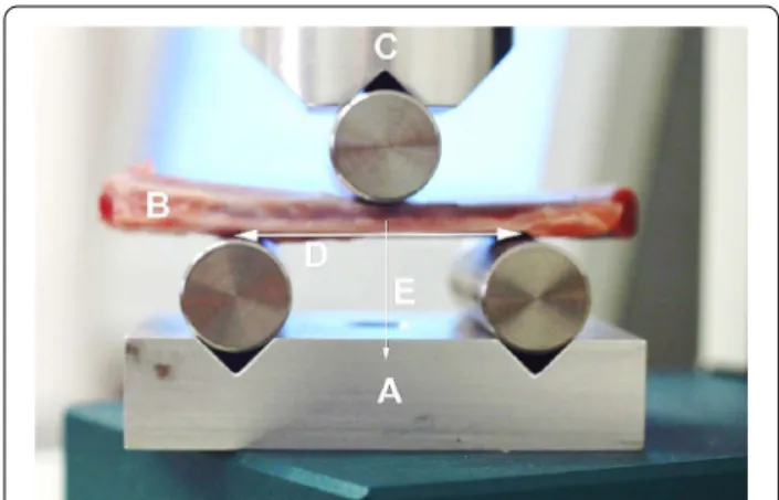 Fig. 1  Experimental layout. a Supporting platform with point  support rollers; b pork rib segment; c pressure head of the  mechanical tear / break device with the roller used for point loading