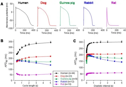 Figure 1. Action potential configurations (A), steady-state rate-dependent action potential durations  at 90% of repolarization (APD 90 , B), and APD 90  restitution relations (C) measured in multicellular  human, canine, guinea pig, rabbit, and rat ventri