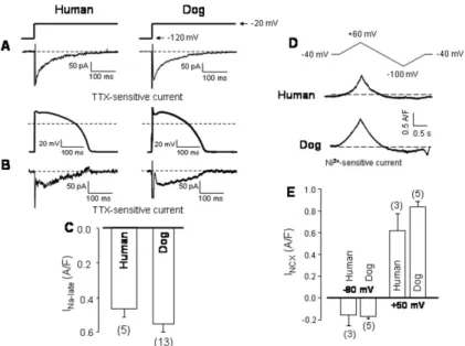 Figure 4. A–C: Late Na +  current (I Na-late ) in human and canine ventricular myocytes