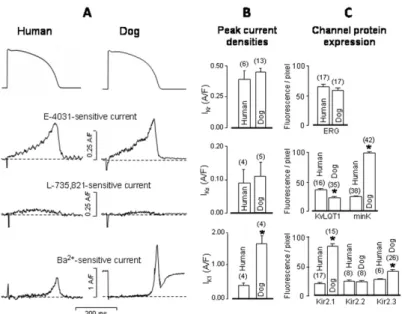 Figure 5. Comparison of peak I Kr , I Ks , and I K1  current densities in human and canine ventricular  myocytes under action potential voltage clamp conditions (A,B)