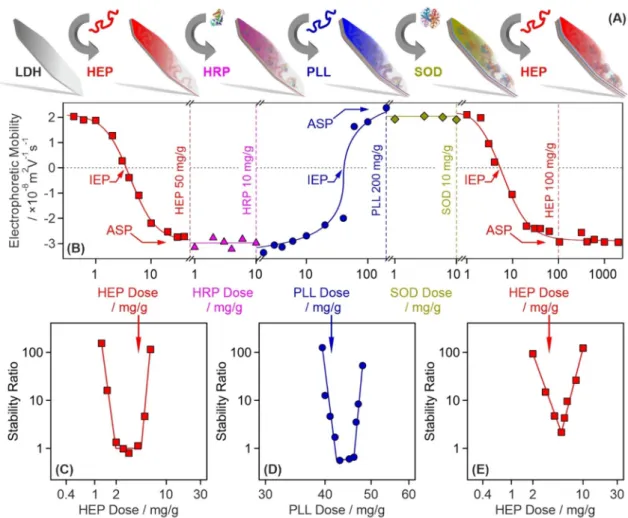 Figure 1.  Illustration of the sequential adsorption process and tendencies in the charging and aggregation  properties during the build-up of the polyelectrolyte-enzyme layers on the LDH particles