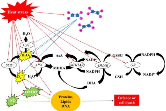 Fig. 4    Effects of heat stress and ethylene on the homeostasis of  reactive nitrogen species (RNS) and reactive oxygen species (ROS)  regulated by non-enzymatic and enzymatic antioxidants