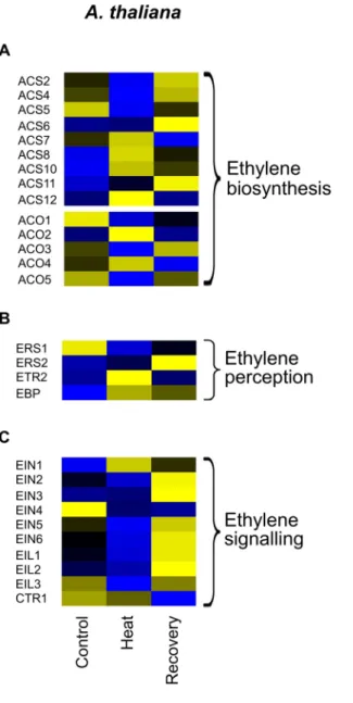 Fig. 1    Gene expression (FPKM) profile of ethylene-associated genes  from Arabidopsis thaliana and Oryza sativa at different temperature  points