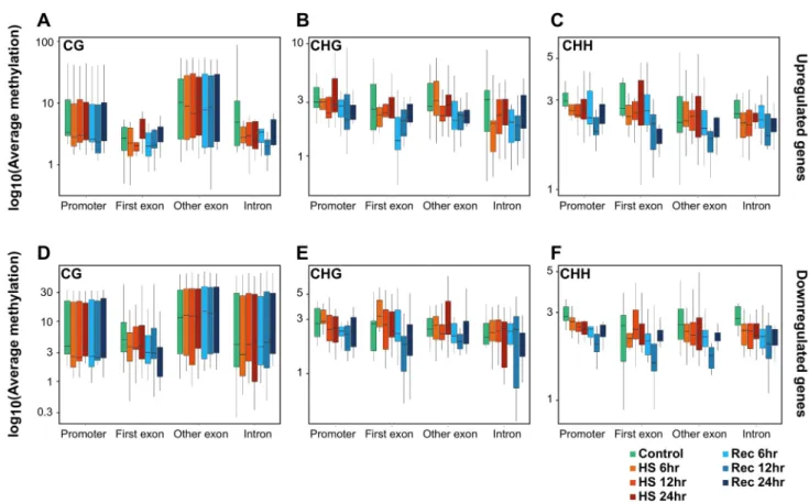 Fig. 2    Average DNA methylation value from A. thaliana categorized  based on their contexts (CG, CHG, and CHH) and further  sub-cate-gorized into gene location under control heat stress (HS) and  recov-ery conditions of differentially expressed genes
