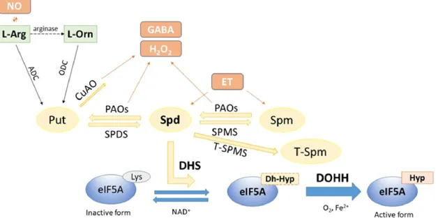 Figure 1. A schematic overview of the Spd-mediated hypusination process of eIF5A in plants and  related pathways