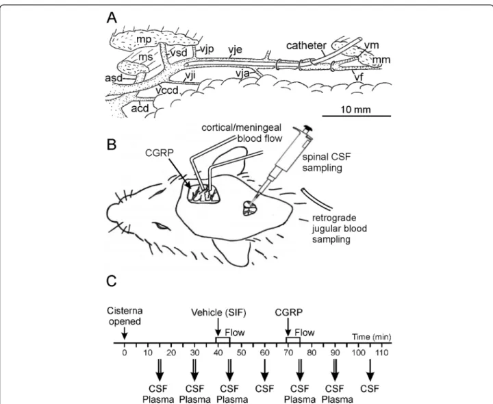 Fig. 1 Preparation and set-up for in vivo experiments. A. Main blood vessels of the rat neck region of the right side with the catheter introduced into the external jugular vein for drawing blood samples