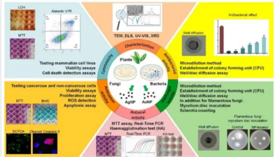 Figure 2. Methodology for the characterization and biological screening of green synthesized silver and gold nanoparticles