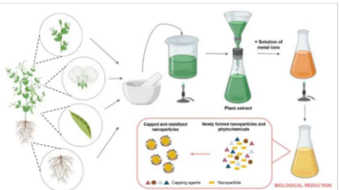 Figure 1. The general steps of green synthesis of inorganic nanoparticles using plant extracts