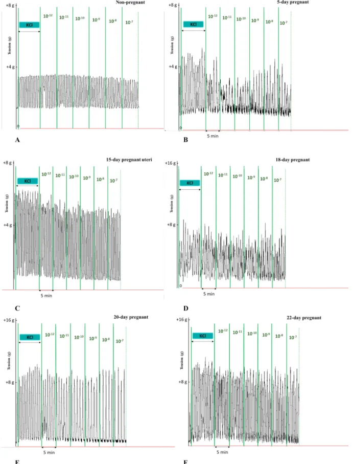 Fig. 1. Representative records of KCl-induced uterine contractions and the cumulative effects of KISS1 94-121 on non-pregnant (A) and pregnant (B-F) uteri