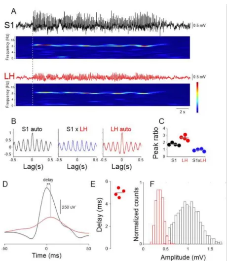 Figure 3. Ictal LFP (local field potential) oscillations in the LH. (A) Simultaneous recording of LFPs in the S1 (black trace) and LH area (red trace) and corresponding spectrograms show clear activity at ~9 Hz