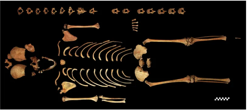 Fig 2. The skeleton of S0603.