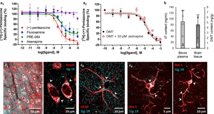 Fig. 6. Sig-1R ligand binding affinities in rat brain homogenates, blood plasma and brain tissue DMT content, and the cellular localization of Sig-1R in the rat  cerebral cortex