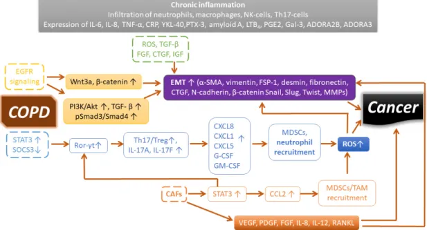 Figure 1. Signaling pathways and inflammatory mediators sustaining a cancer-prone microenvironment in COPD