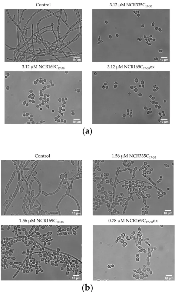 Figure 1. Morphology of the untreated control and the NCR335C 17–33 -, NCR169C 17–38 - or NCR169C 17–38ox -treated C.