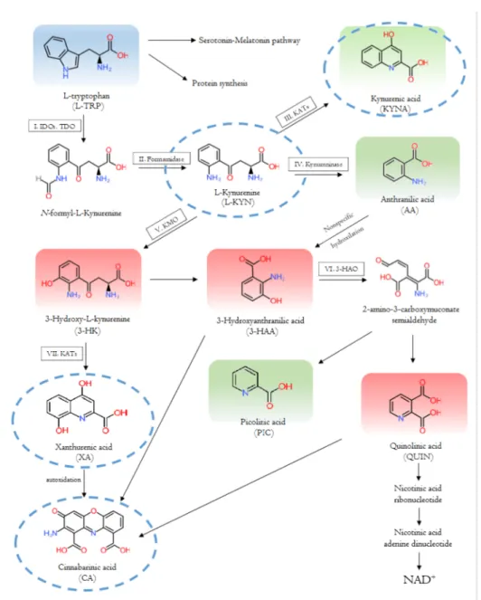 Figure 2. The tryptophan-kynurenine metabolic pathway and bioactive kynurenine metabolites.