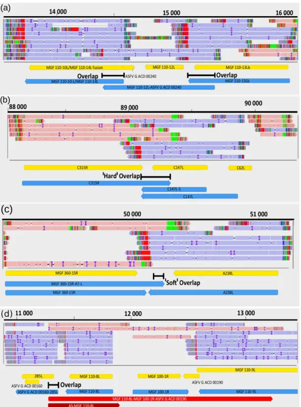 Figure 5. Examples for transcription overlaps of ASFV RNA molecules. (a) parallel overlaps, (b) convergent &#34;hard&#34; overlap  (c) convergent &#34;soft&#34; overlap, (d) divergent overlap